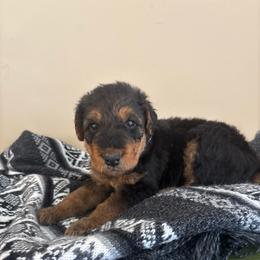 Denver - Black and tan male Airedale Terrier puppy in Huntersville, North Carolina from Cool Hand Luke Kennels