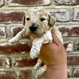 Goldendoodle Puppies from Lipscomb Doodles