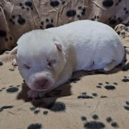 Boy 1 - White male Siberian Husky puppy in Lake Arthur, Louisiana from Gingers Husky Mansion