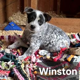 Winston - Blue mottled male Australian Cattle Dog puppy in Fife Lake, Michigan from Kurczak Farm LLC