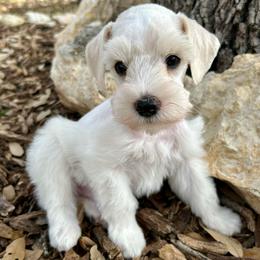Baxter - Wheaten male Miniature Schnauzer puppy in Canyon Lake, Texas from Chambers Schnauzers