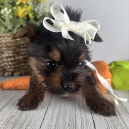 Teacup W-G - Black and tan female Yorkshire Terrier puppy in Dahalonega, Georgia from Country Dog Kennels.