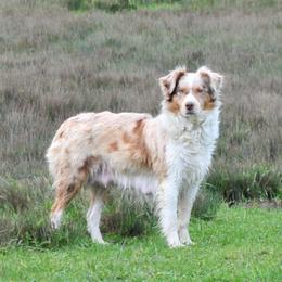 Bridget - Miniature American Shepherd
