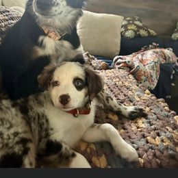 Miniature Australian Shepherd All Grown Up from ST. J’s Mini Aussies