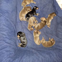 Boy 3 - Red and rust male Doberman Pinscher puppy in Puyallup, Washington from Aj bostons and Dobermans