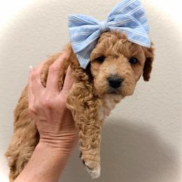 Happy - Red  female Goldendoodle puppy in Bradenton, Florida from Christianna’s Mini Goldendoodles