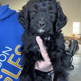 Girl 2 - Black female Goldendoodle puppy in Maryville, Missouri from Rolling Acres Doodles and Poodles