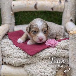 Fawn - Chocolate merle female Bernedoodle puppy in Williamson, New York from Lakeside Doodles