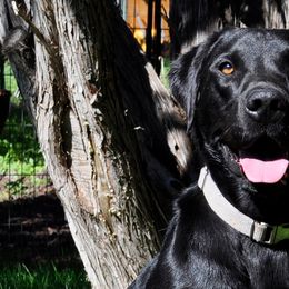 Witcher - Labrador Retriever