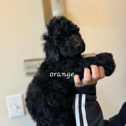 Orange collar - Black male Poodle puppy in Shelby, Alabama from New Life Family Farm