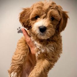 Bashful - Red  female Goldendoodle puppy in Bradenton, Florida from Christianna’s Mini Goldendoodles