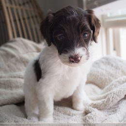 Dewdrop - Parti female Goldendoodle puppy in Savannah, Georgia from Vino and Vespa Doodles