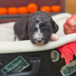 Queenie - Black and white female Bernedoodle puppy in Willacoochee, Georgia from Kitandkboodle's Doodles