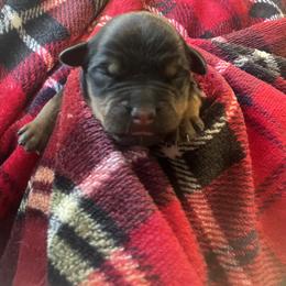 Girl 2 - Black and mahogany female Rottweiler puppy in Buskirk, New York from Misjef Rottweilers