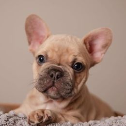 French Bulldogs from PG Havoc Kennels