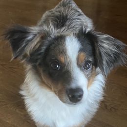 Teddy - Toy Australian Shepherd