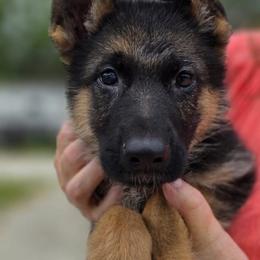 Orange Boy - Black and red male German Shepherd puppy in Green Forest, Arkansas from Green Forest German Shepherds
