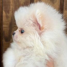 Pomeranian Puppies from Bluebonnet Pomeranians
