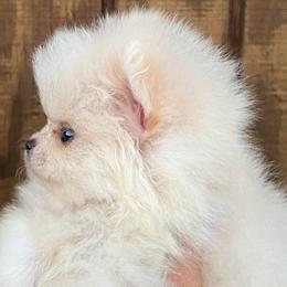 Pomeranian Puppies from Bluebonnet Pomeranians
