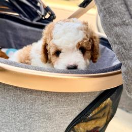 Cavapoo Puppies from Patriot Pups Cavapoos