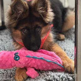 German Shepherd Puppies from Ewig Krieger Kennels