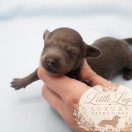 AKC Lupin - Blue and tan male Dachshund puppy in Christiansburg, Virginia from Little Legs Luxury Dachshunds LLC