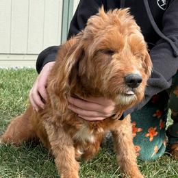 Autumn - Goldendoodle