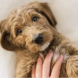 Goldendoodle Puppies from Rosie Doodles AZ