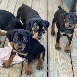 French Bulldog and German Pinscher Puppies from Dream Dior Frenchies & Chapel Heights German Pinschers