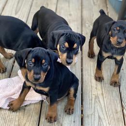 French Bulldog and German Pinscher Puppies from Dream Dior Frenchies & Chapel Heights German Pinschers