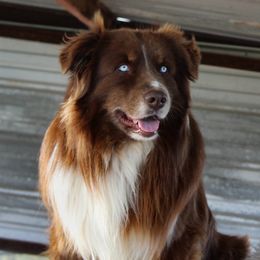 Bugatti - Australian Shepherd