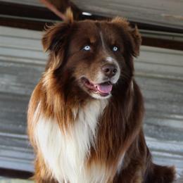 Bugatti - Australian Shepherd