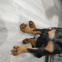 Doberman Pinscher Puppies from Jensen Dobermans