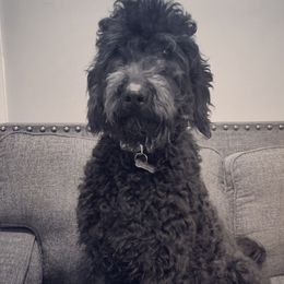 Raven - Goldendoodle