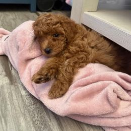 Cavapoo Puppies from AZ Cavapoos