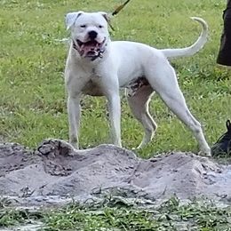 Ringo - American Bulldog