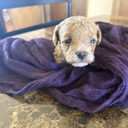 Olivia - Apricot female Poodle puppy in Utica, Ohio from Poodle Me Crazy