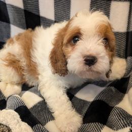Autumn - Blenheim female Cavapoo puppy in Sisters, Oregon from Saunders Hideaway Homestead