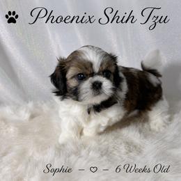Sophie - Tricolor female Shih Tzu puppy in Hayden, Idaho from Phoenix Shih Tzu