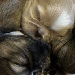 Shih Tzus from Karen's Shih Tzus