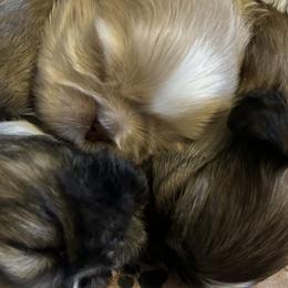 Shih Tzus from Karen's Shih Tzus