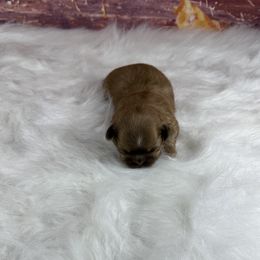 Bentley - Liver male Shih Tzu puppy in Columbia, Kentucky from Lisa Bandy Shih Tzu