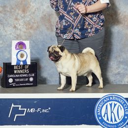 Lucas - Pug