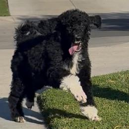 Holy Night - Black female Poodle puppy in Corona, California from Garden Of Poodles
