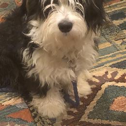 Ziva - Bernedoodle