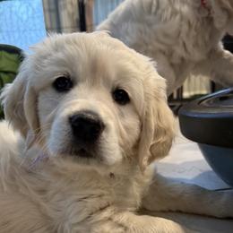 Purple - Light golden female Golden Retriever puppy in Ephrata, Pennsylvania from Goldens Retreat