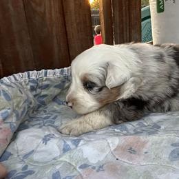 Mia - Blue merle female Australian Shepherd puppy in Fontana, California from J.O Family Aussies