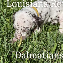 Dalmatian Puppies from Louisiana Roux Dalmatians
