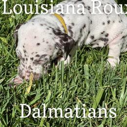Dalmatian Puppies from Louisiana Roux Dalmatians
