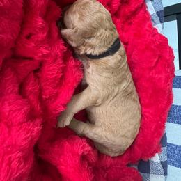 Benny - Apricot male Goldendoodle puppy in De Land, Florida from Rezapour Doodle Estate